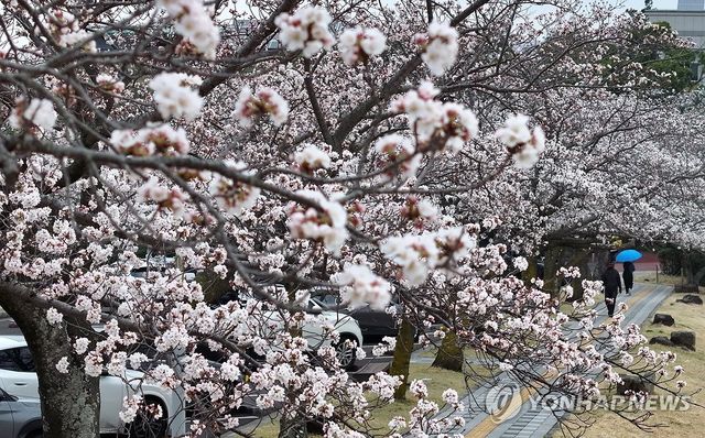 단비 내리는 제주
