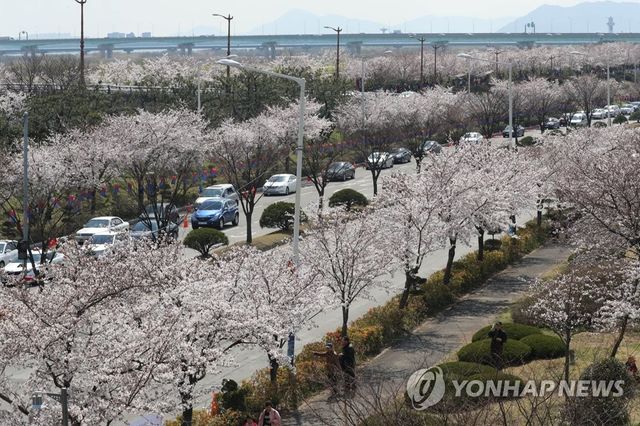 부산 강서구 낙동강 벚꽃30리