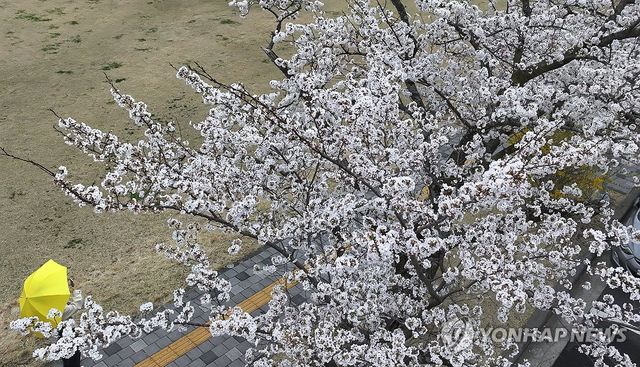 단비 내리는 제주