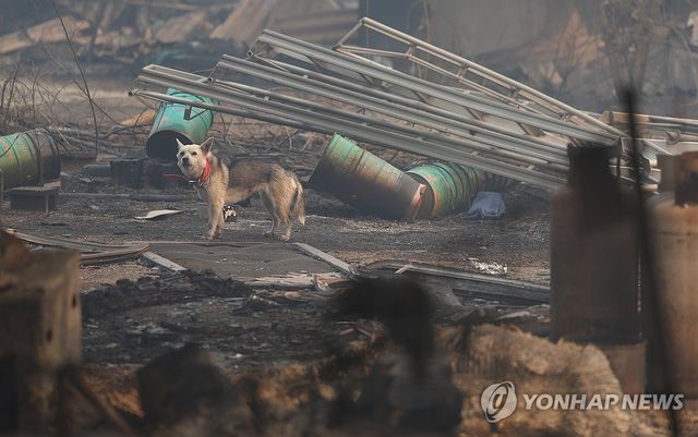 폐허가 된 가옥, 홀로 남겨진 강아지