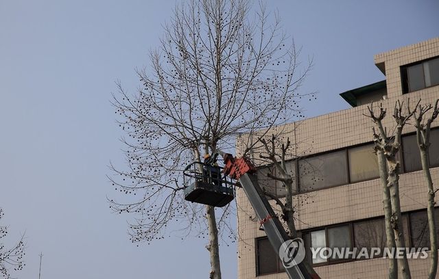 가로수 가지치기