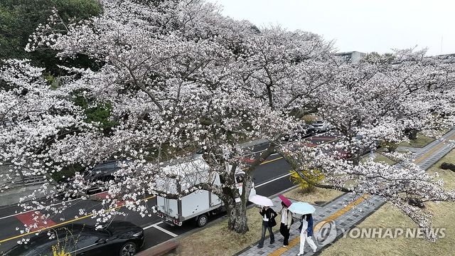 단비 내리는 제주