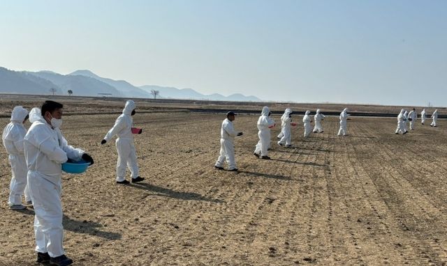 흑두루미 먹이 제공 