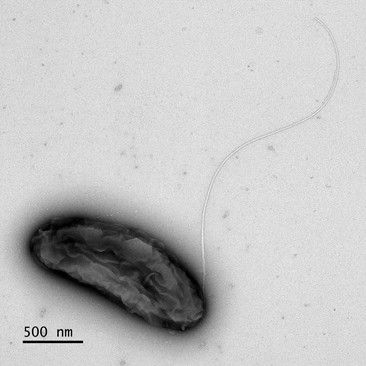 국립낙동강생물자원관이 찾아낸 다클로로모나스 속 신종 미생물. [자원관 제공. 재판매 및 DB 금지]