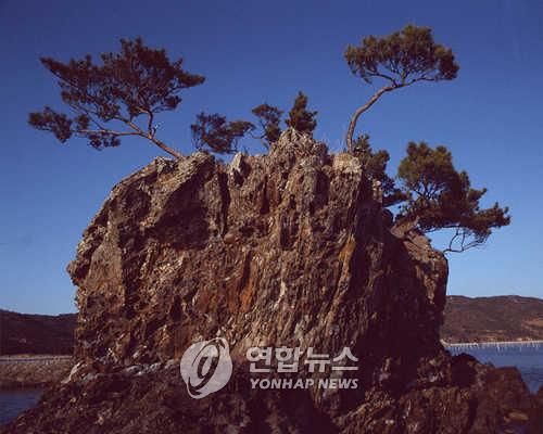 바위에 서식하는 소나무