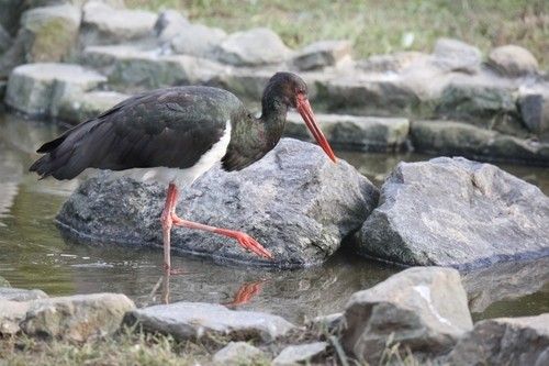 멸종위기종 먹황새