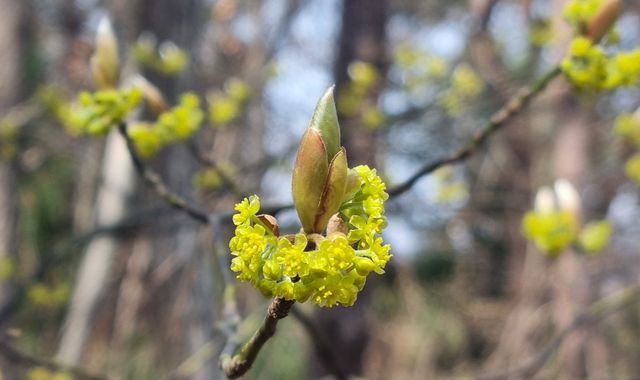 털조장나무 개화