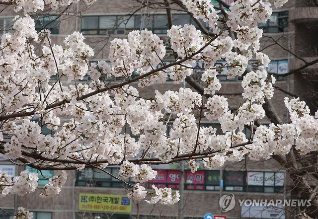 벚꽃 활짝 핀 부산