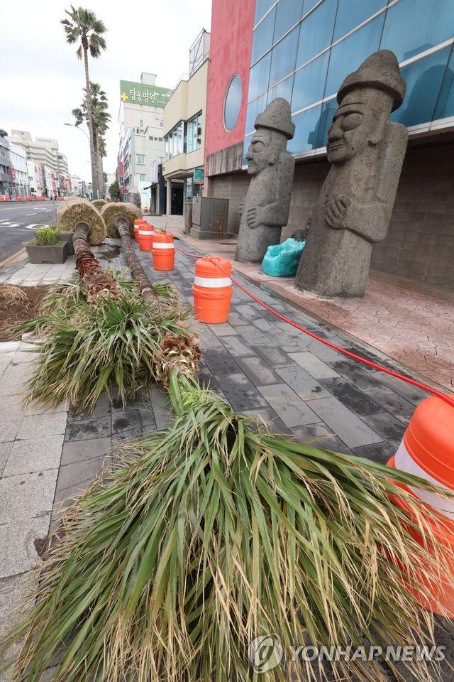 퇴출되는 '남국의 상징' 제주 야자수