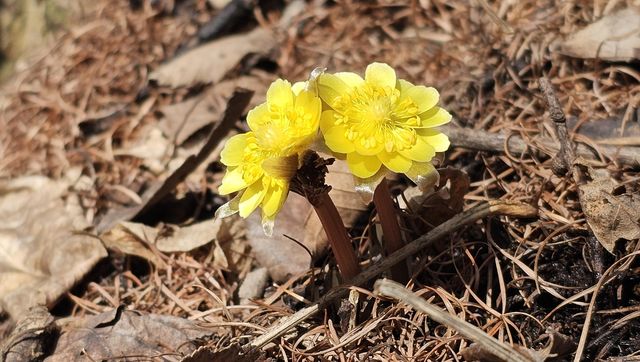 태백산에 핀 복수초