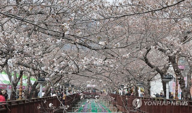 벚꽃 핀 진해 여좌천