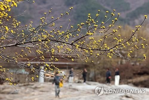 산수유 개화