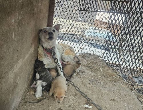 경북 의성 산불 피해 현장에서 발견된 어미개와 강아지들