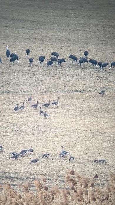 고양 장항습지서 먹이활동하는 흑두루미 