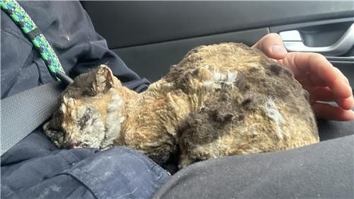 영덕에서 구조된 화상 입은 고양이