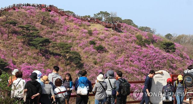 고려산 진달래 축제