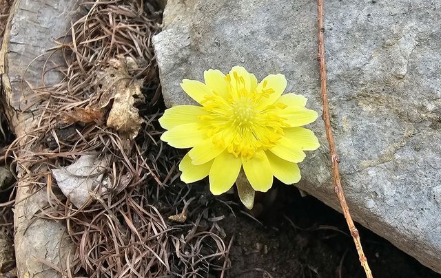 태백산에 핀 복수초