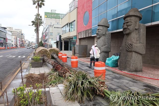 퇴출되는 '남국의 상징' 제주 야자수