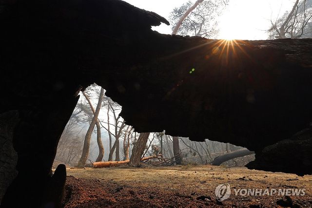 화마에 쓰러진 고목