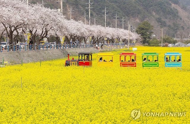 기찻길 옆 노란 바다