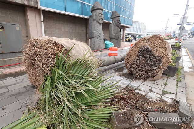 퇴출되는 '남국의 상징' 제주 야자수