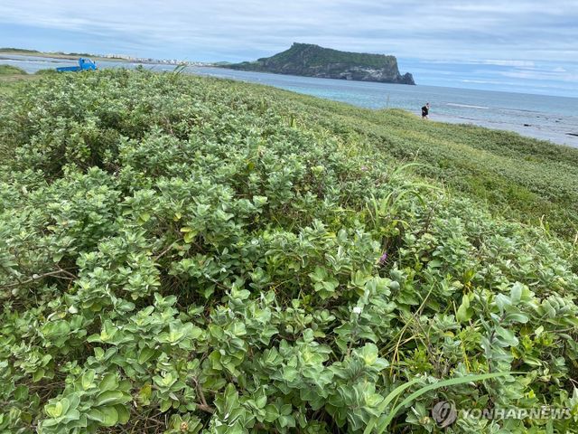 신양 해안사구의 순비기나무 군락