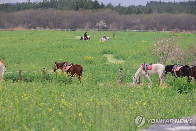 유채꽃 노란 물결