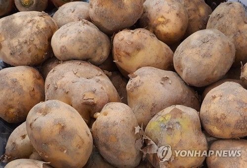 감자. 사진은 기사와 직접 상관이 없음. [연합뉴스 자료사진]