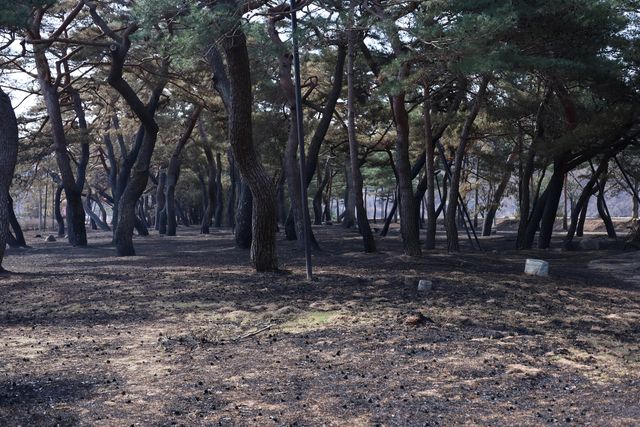불에 탄 노송 군락지