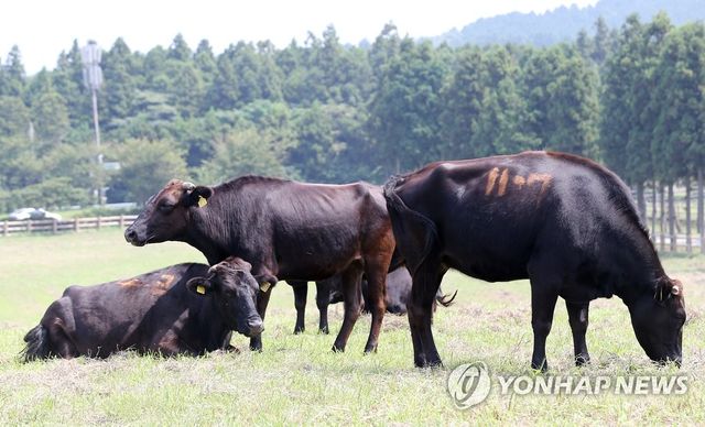 천연기념물 제주흑우