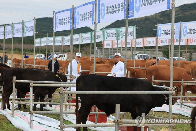 제주 한·흑우 경진대회