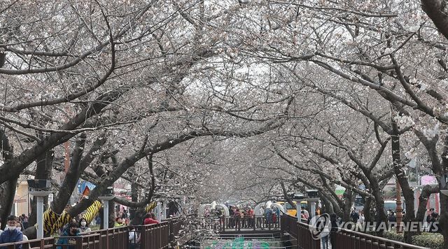 '봄이 왔나 봄' 벚꽃 핀 진해 여좌천