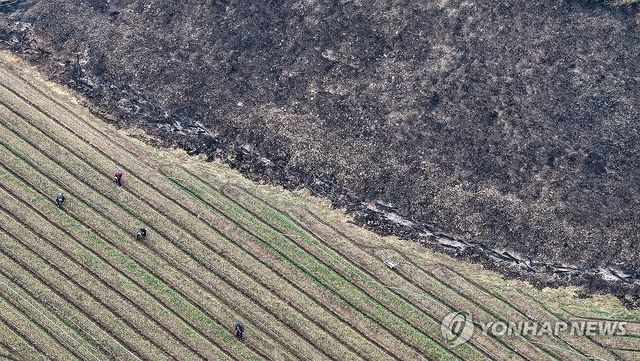 산불에서 지켜낸 마늘밭
