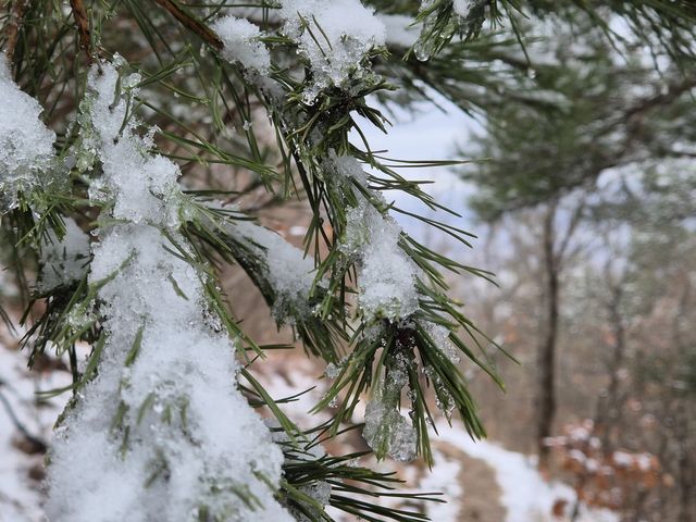 눈 쌓인 소나무