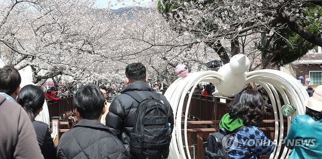 겨울 외투와 벚꽃