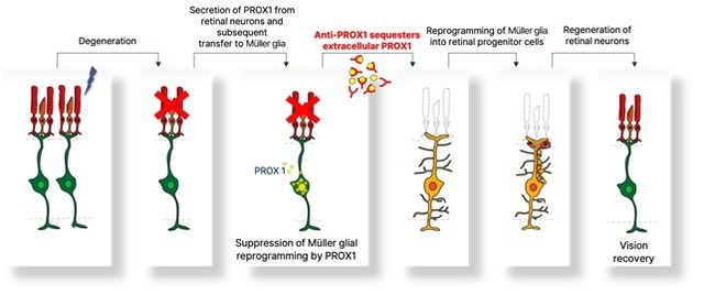 프록스원 이동 억제를 통한 망막 재생 유도 