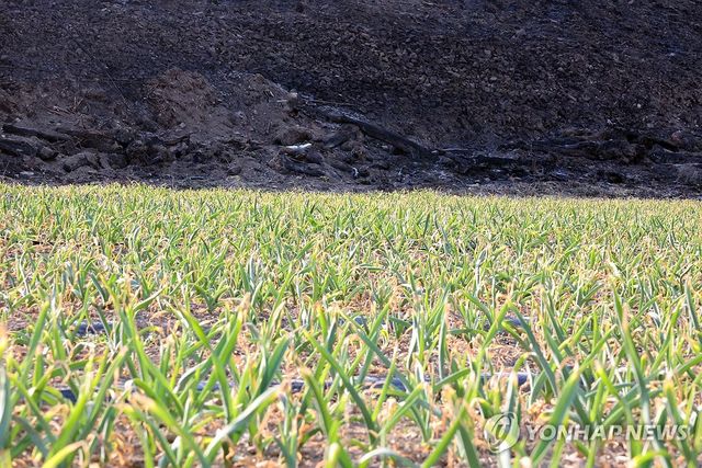 '불에서 지켜낸 마늘밭'