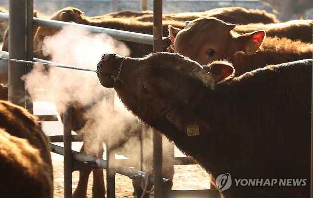 꽃샘추위 '춥소'