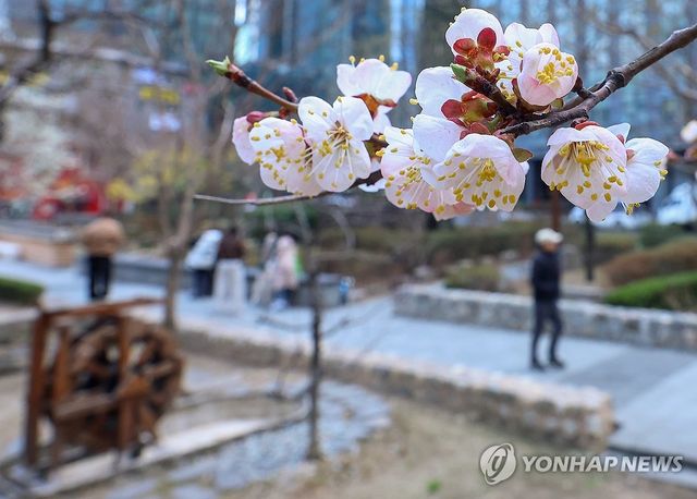 어느새 핀 벚꽃