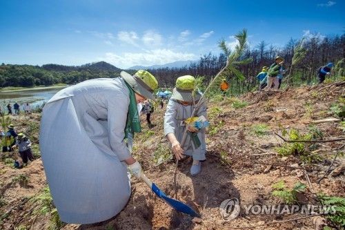 산불피해지 산림복원