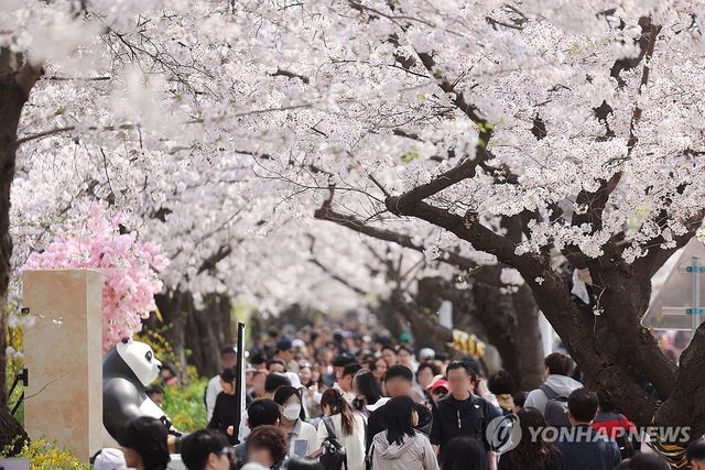 윤중로 상춘객 인파