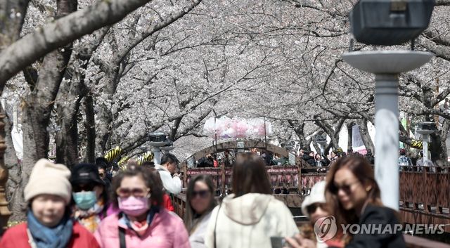 겨울 외투 입고 즐기는 벚꽃축제