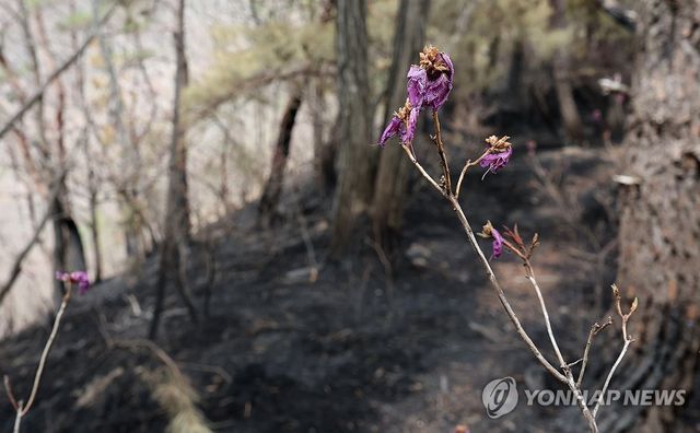 산불이 지나간 곳