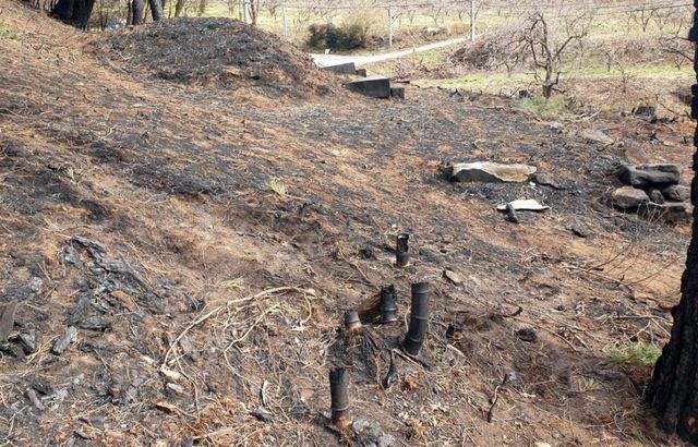 화재 피해를 본 묘소