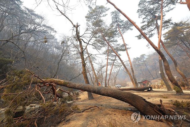 화마에 쓰러진 고목