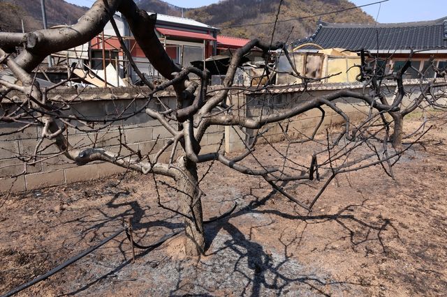 불에 탄 영덕군 지품면 복곡리 복숭아나무