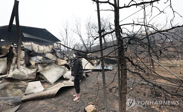 새카맣게 타버린 사과밭