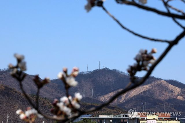 검게 변한 산과 활짝 핀 벚꽃