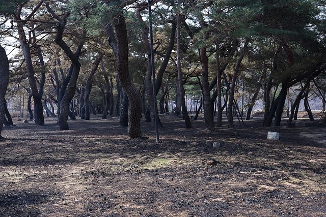 불에 탄 노송 군락지