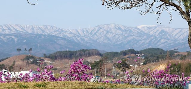경포호 진달래와 눈 덮인 백두대간